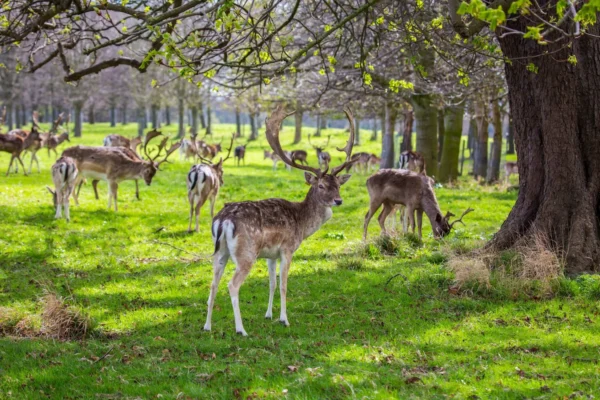 Phoenix Park featured Image