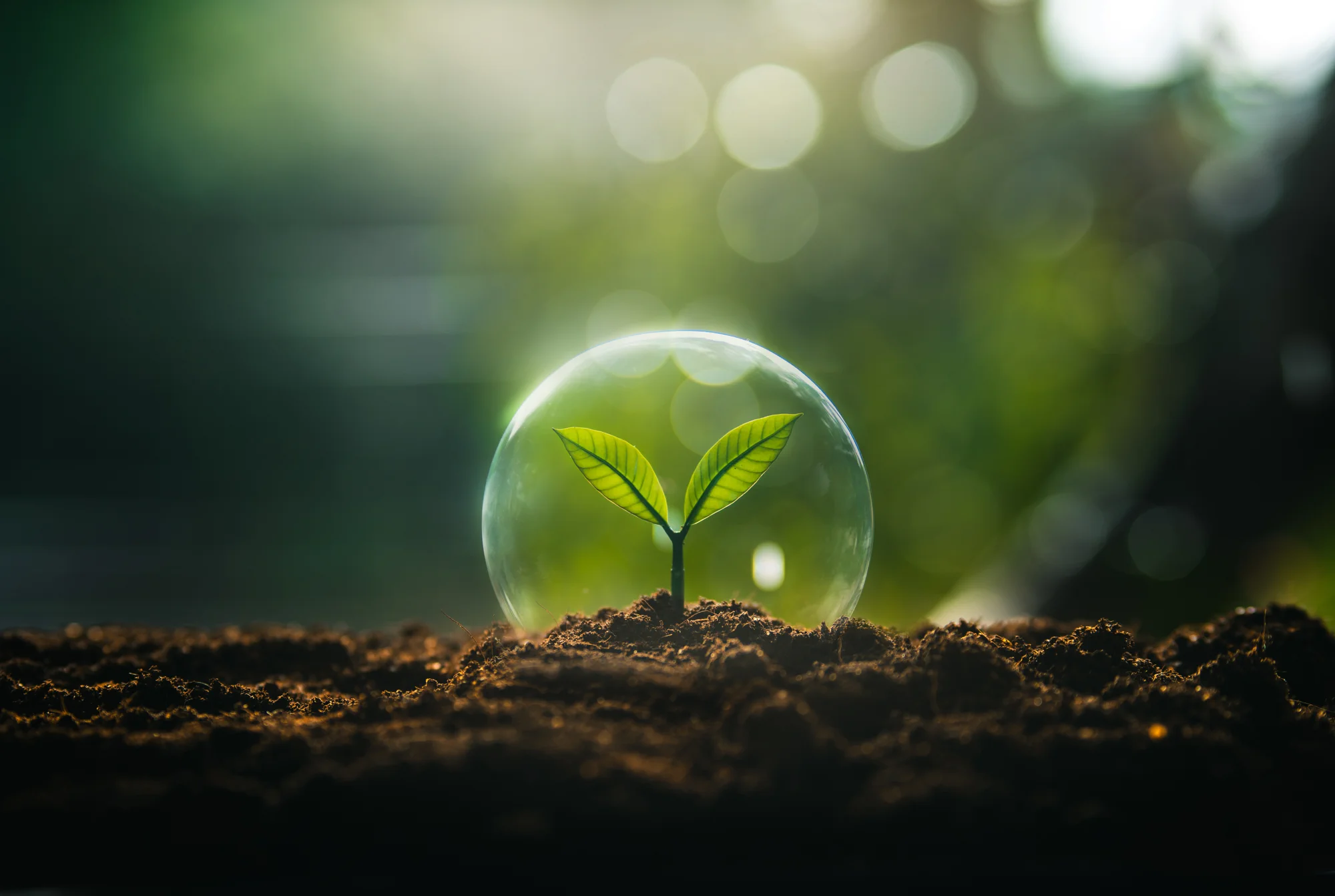 Sustainability Image